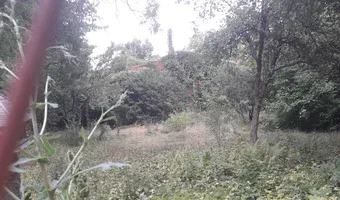 Zdjęcie opuszczonego miejsca: Zarośnięty dom z wyposażeniem